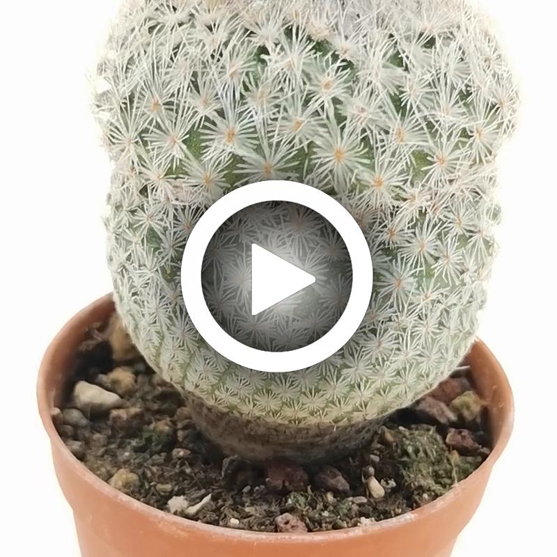 Epithelantha micromeris SB 454 - Giromagi