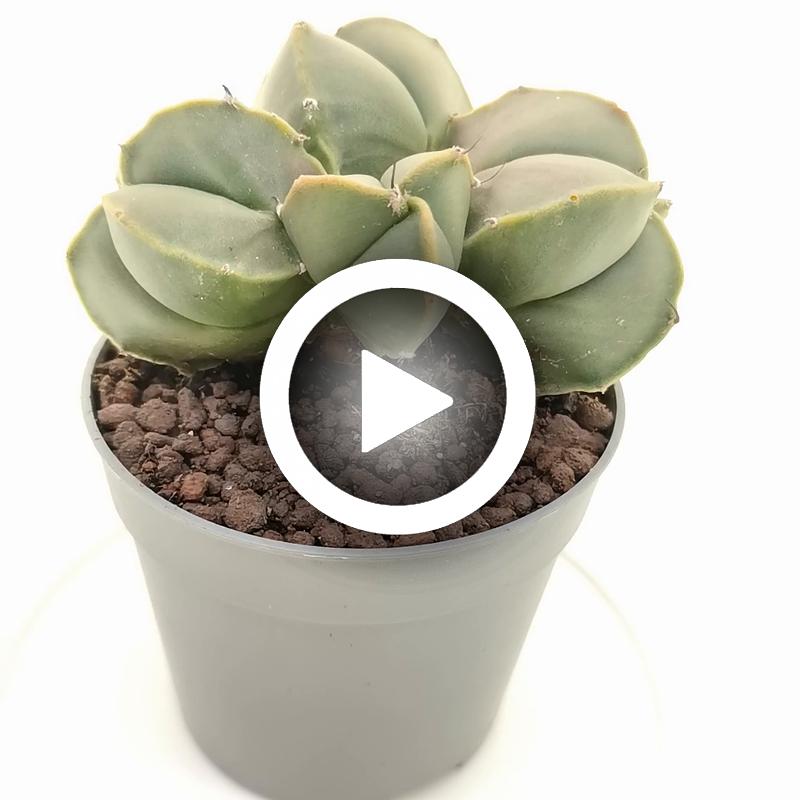 Astrophytum myriostigma var. nudum f. politomica - Giromagi