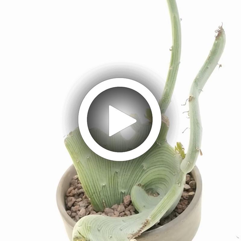 Senecio anteuphorbium f. crestata - Giromagi