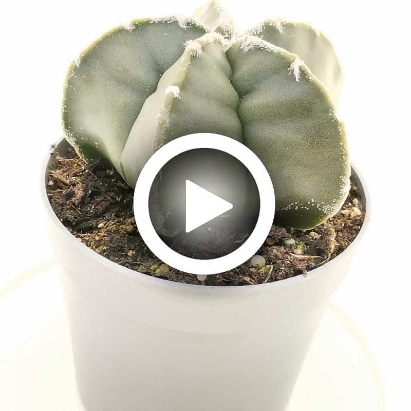 Astrophytum myriostigma var. strongylogonum nudum - Giromagi