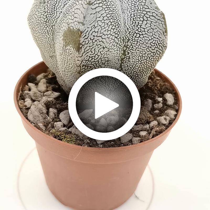 Astrophytum myriostigma cv. Onzuka v-type - Giromagi