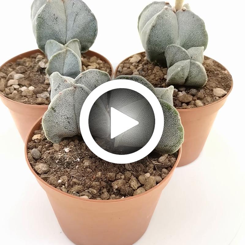 Astrophytum myriostigma - Giromagi