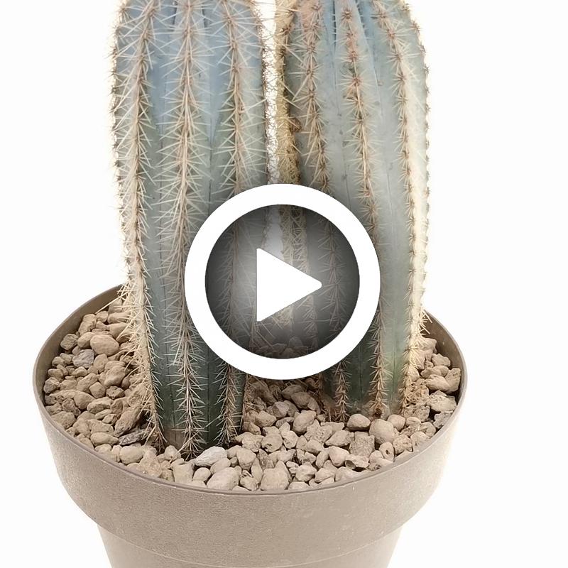 Pilosocereus odilensis - Giromagi