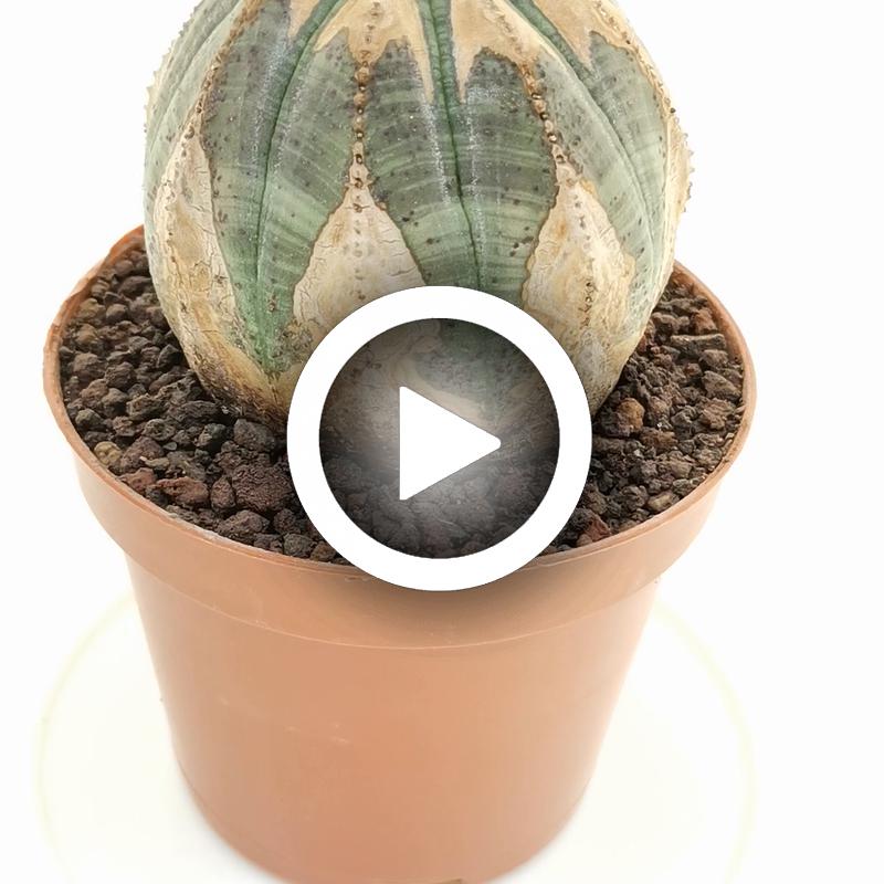 Euphorbia obesa (V-type rare form) - Giromagi