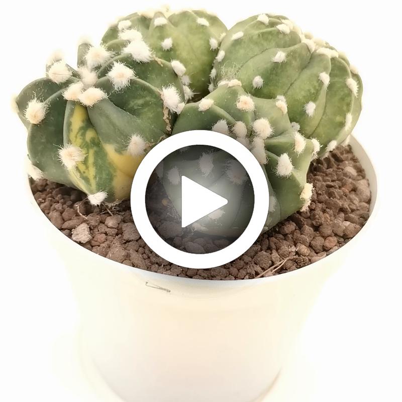Echinopsis subdenudata cv. Fuzzy Navel f. variegata - Giromagi