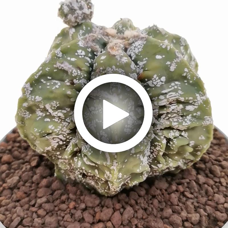 Astrophytum myriostigma cv. Hanakago Hakuun - Giromagi