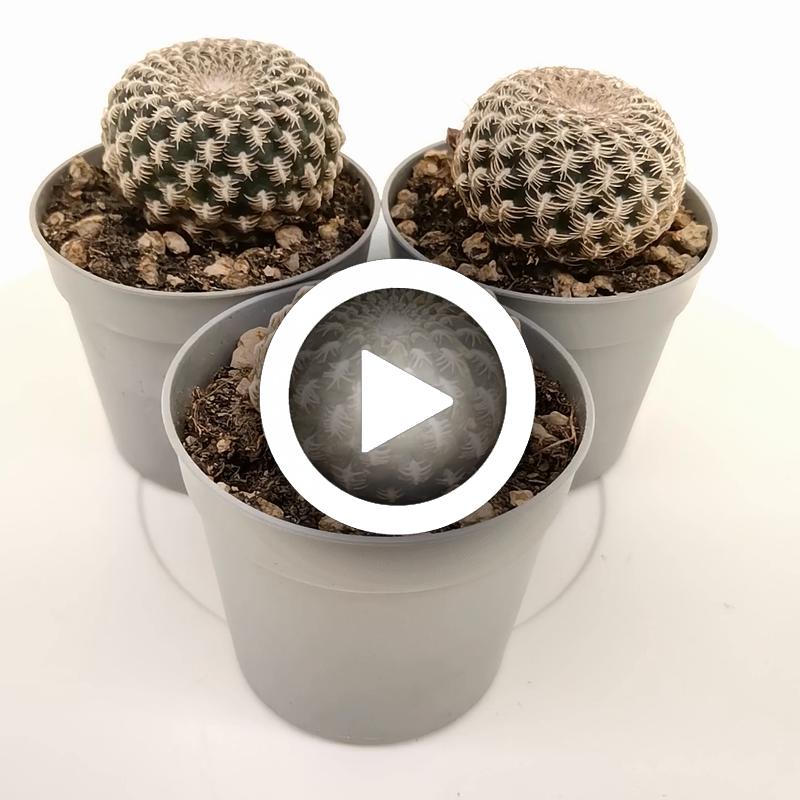 Sulcorebutia arenacea - Giromagi