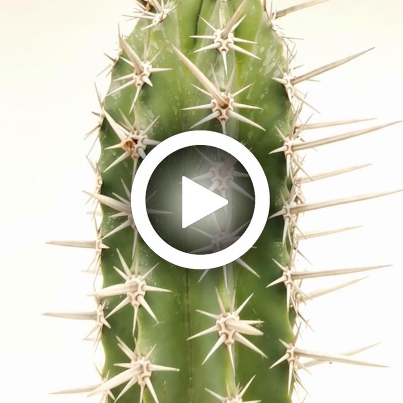 Pachycereus pecten-aboriginum - Giromagi