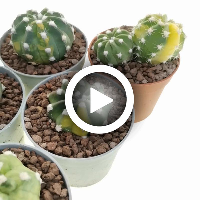 Echinopsis subdenudata f. Variegata 10 pcs - Giromagi