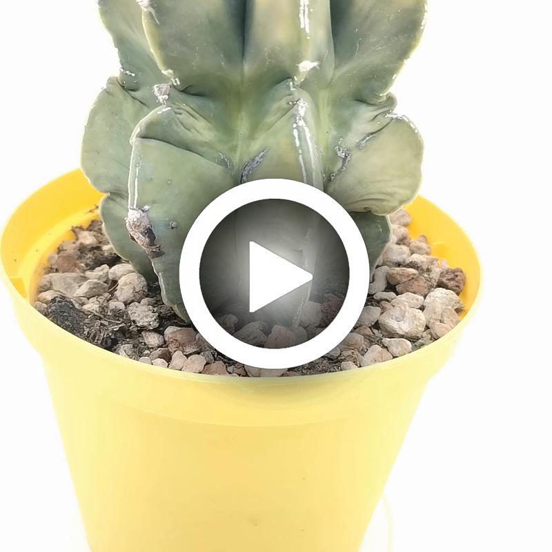 Astrophytum myriostigma cv. haku-Jo multicostatum f. variegata - Giromagi
