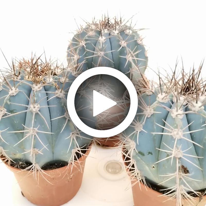 Melocactus azureus - Giromagi