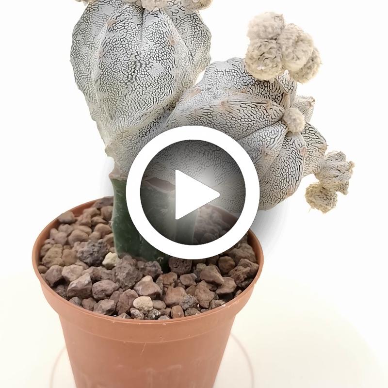 Astrophytum myriostigma cv. Onzuka f. dicotomica - Giromagi