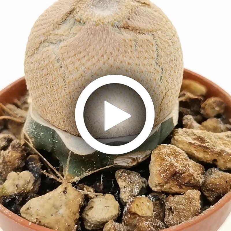 Epithelantha micromeris var. bokei - Giromagi