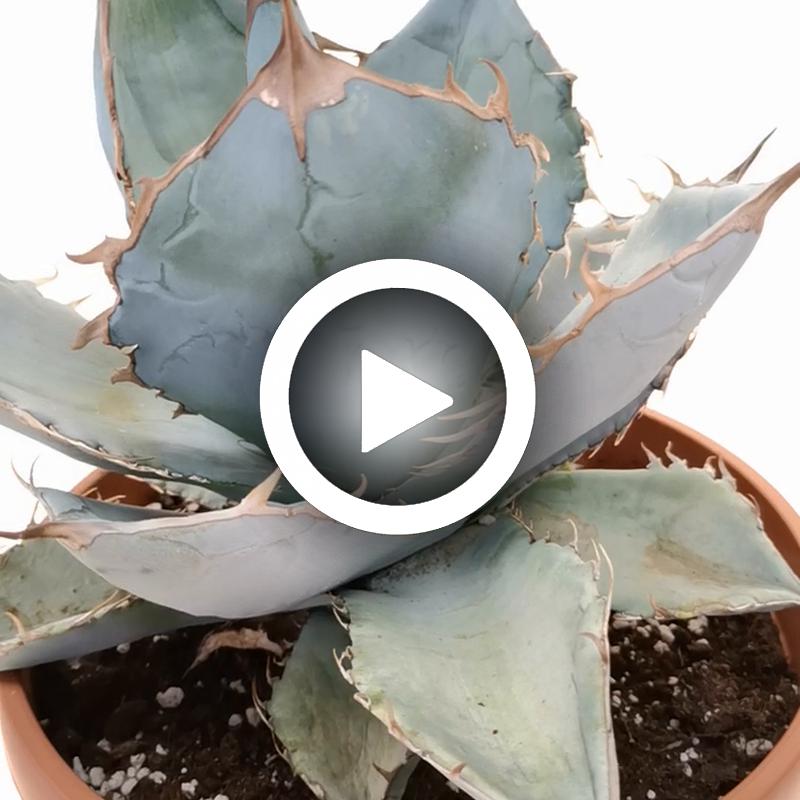 Agave titanota cv. White Ice 21,5 cm. | Agavaceae - Giromagi vendita ...