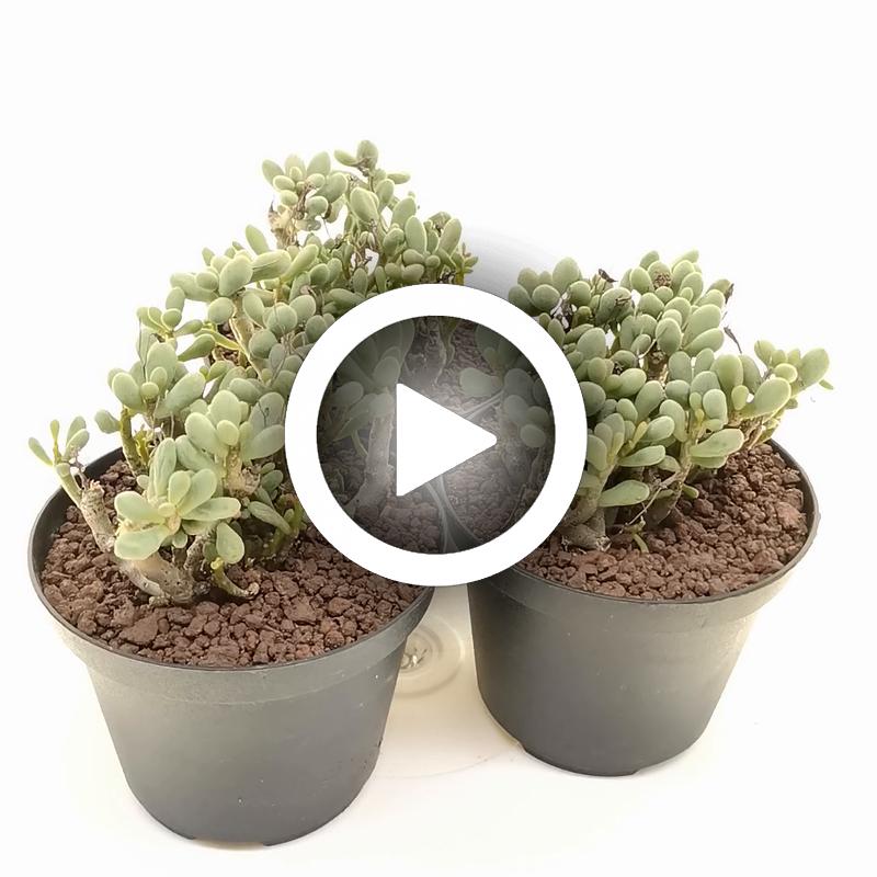 Tylecodon schaeferianus - Giromagi