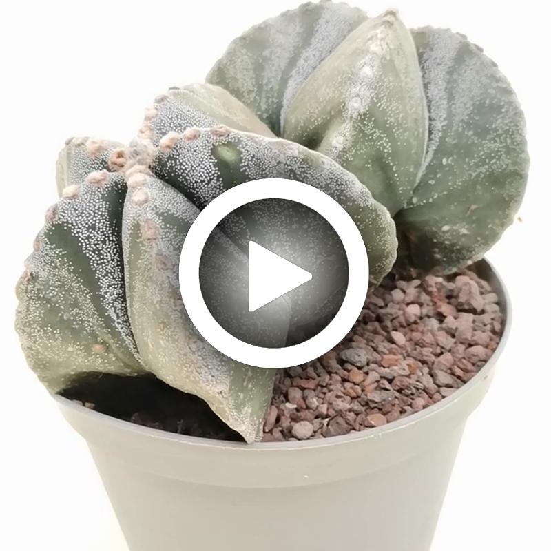 Astrophytum myriostigma f. dicotomica - Giromagi
