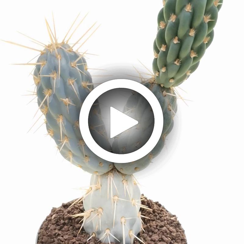 Opuntia miquelii - Giromagi