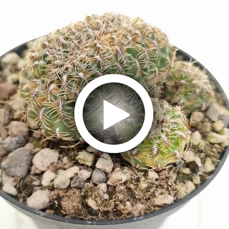 Sulcorebutia canigueralii f. crestata - Giromagi