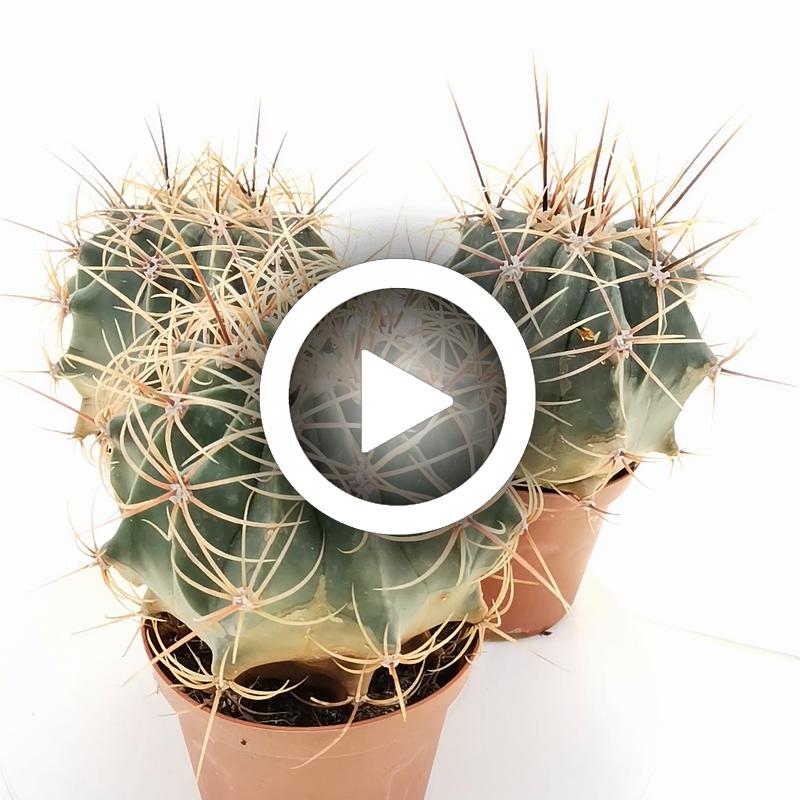 Ferocactus histrix - Giromagi