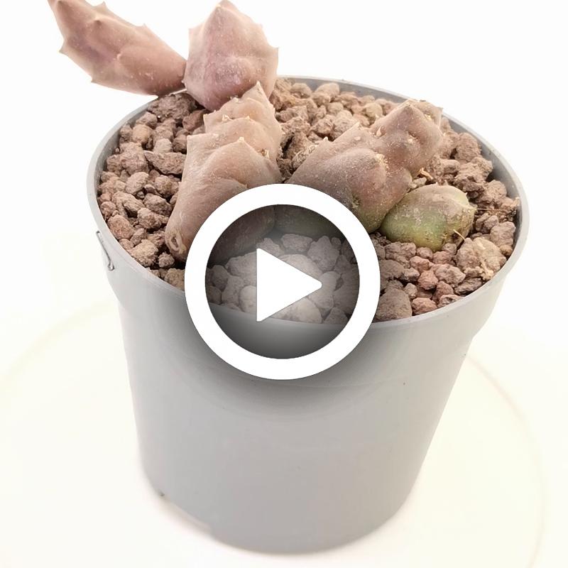 Stapelia caespitosa - Giromagi