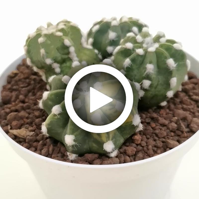 Echinopsis subdenudata cv. fuzzy navel f. variegata - Giromagi