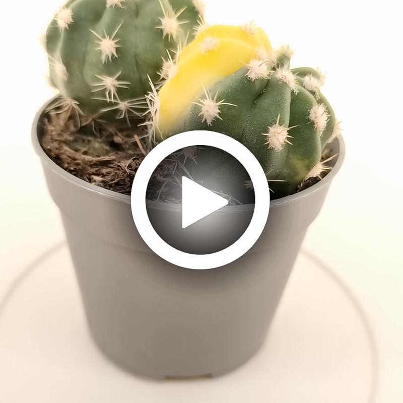 Echinopsis subdenudata f. variegata dicotomica - Giromagi