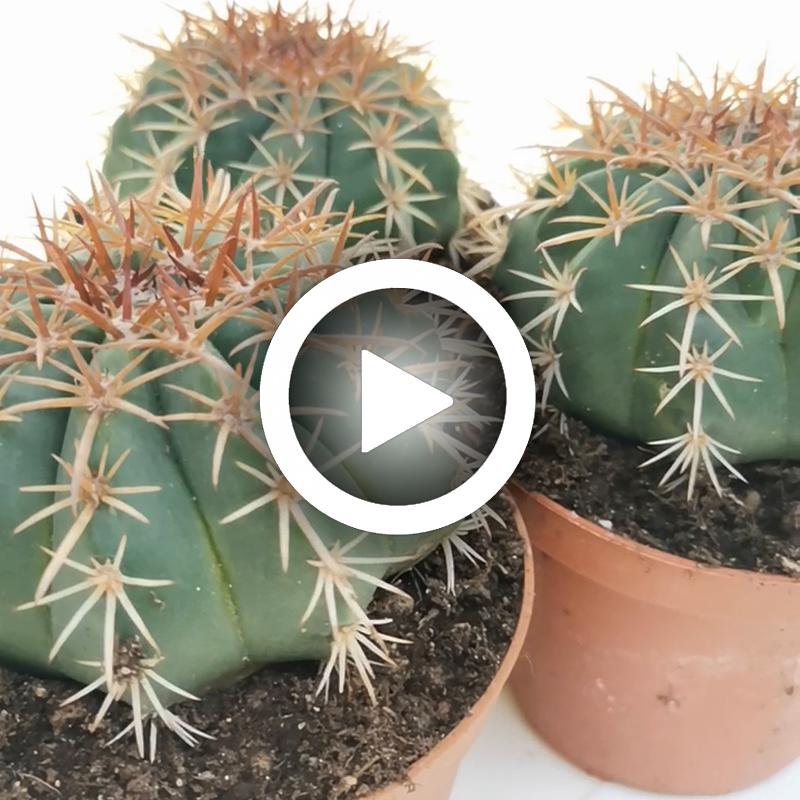Melocactus salvadorensis - Giromagi