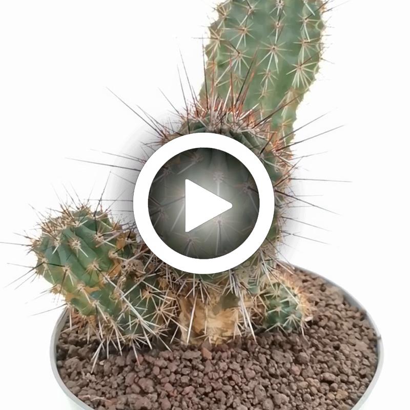 Echinocereus engelmannii var. acicularis - Giromagi