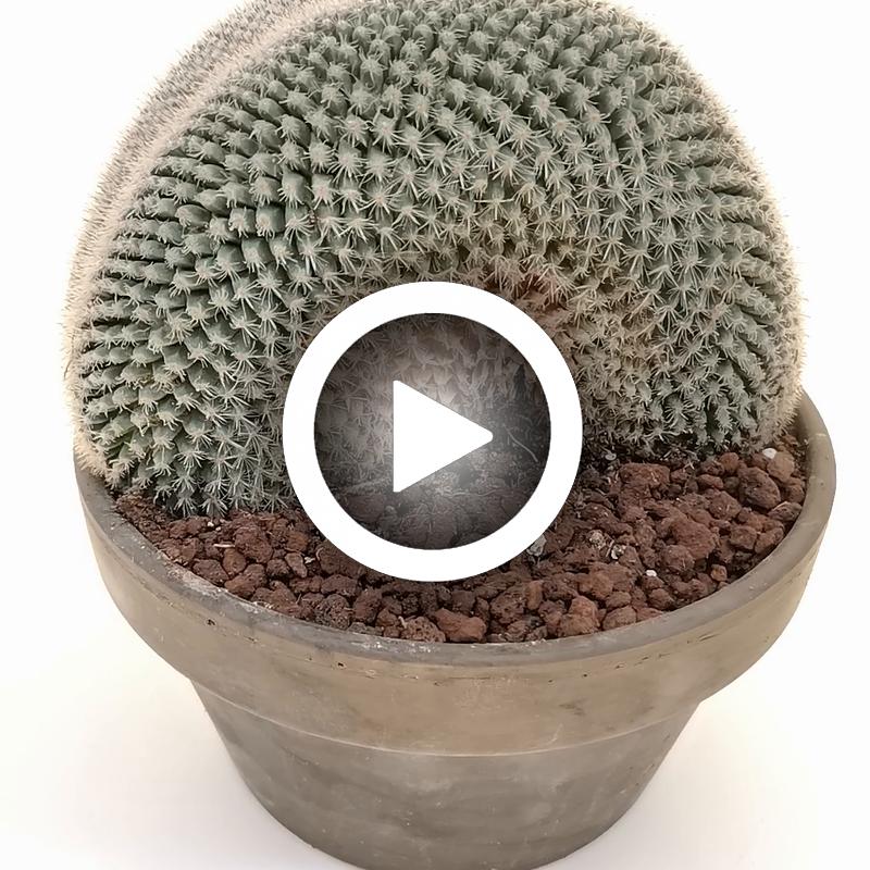 Mammillaria hahniana 'Superba' - Giromagi