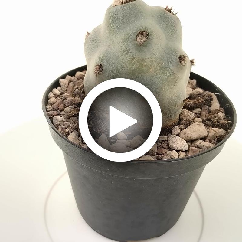 Tephrocactus articulatus var. calvus - Giromagi