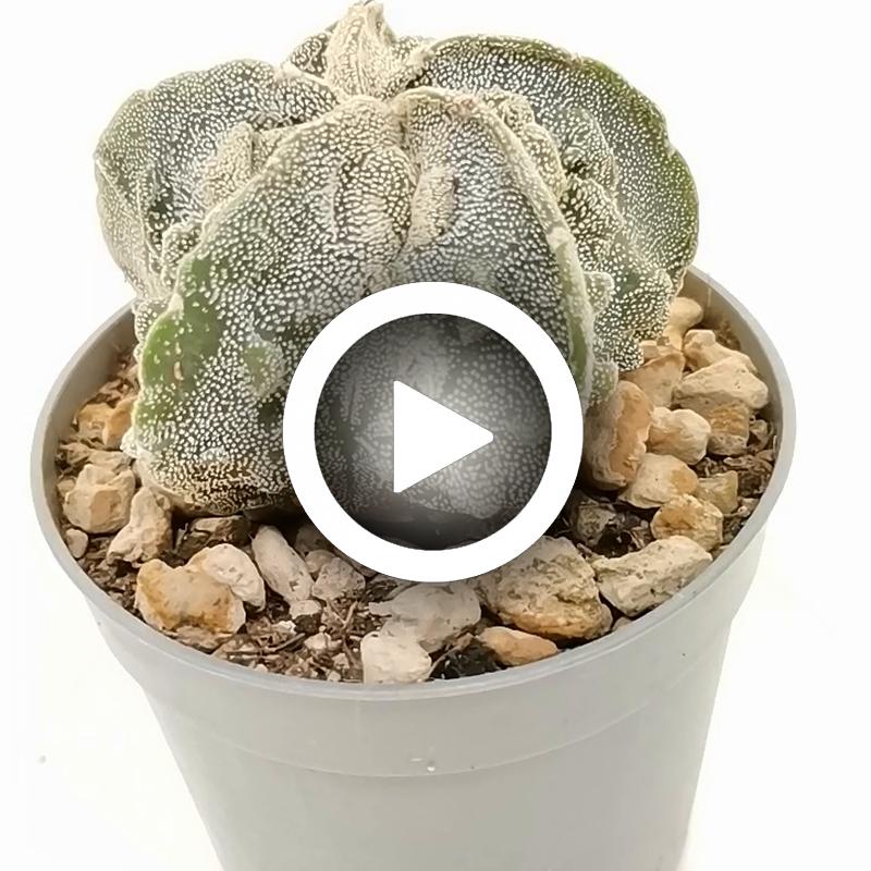 Astrophytum Hybrid Cv. Fukuryu (type B) 6,5 Cm. | Cactaceae - Giromagi ...