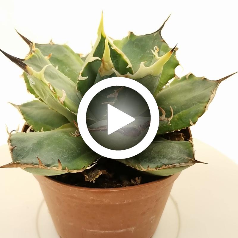 Agave titanota 'Banana Peel' f. variegata - Giromagi