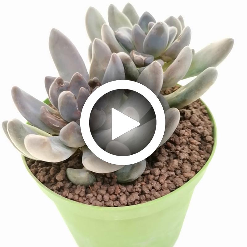 Pachyveria 'Blue mist' - Giromagi