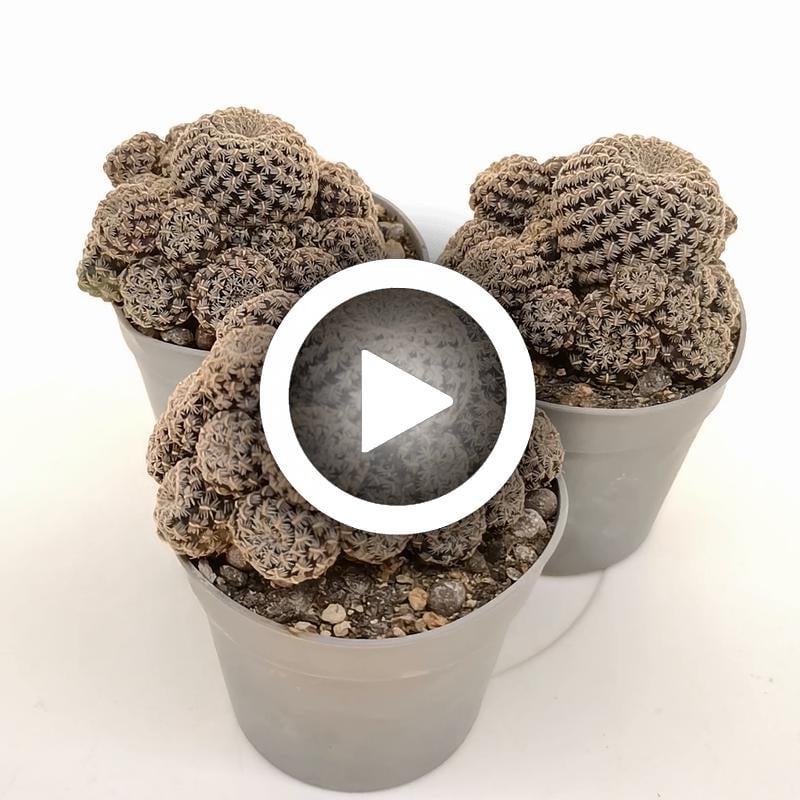 Sulcorebutia albissima f. pectinifera 6,5 cm. | Cactaceae