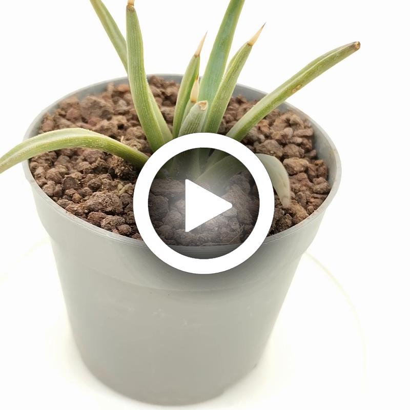 Agave albopilosa - Giromagi