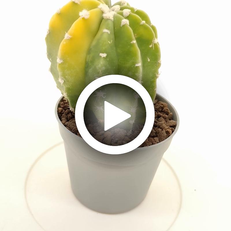 Echinopsis subdenudata f. variegata - Giromagi