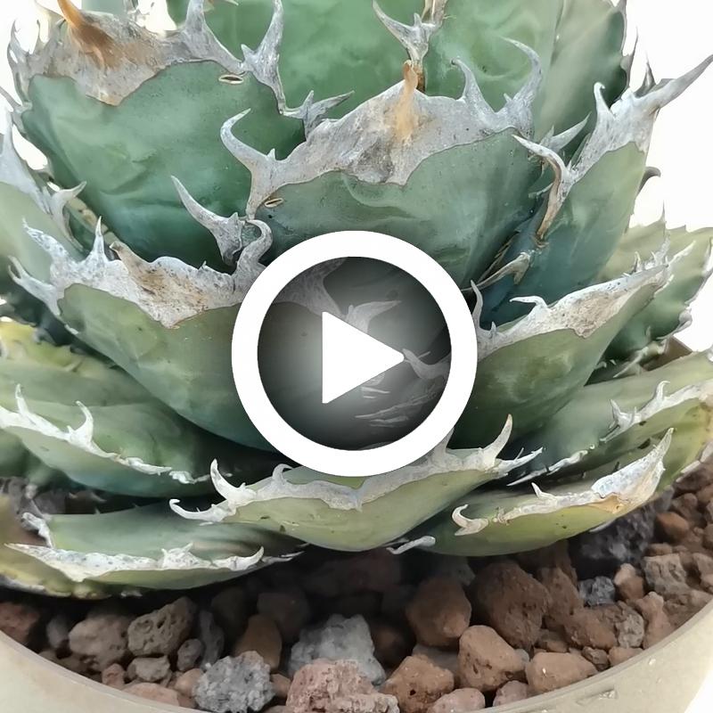 Agave titanota 'Caesar' 20 cm. | Agavaceae - Giromagi vendita