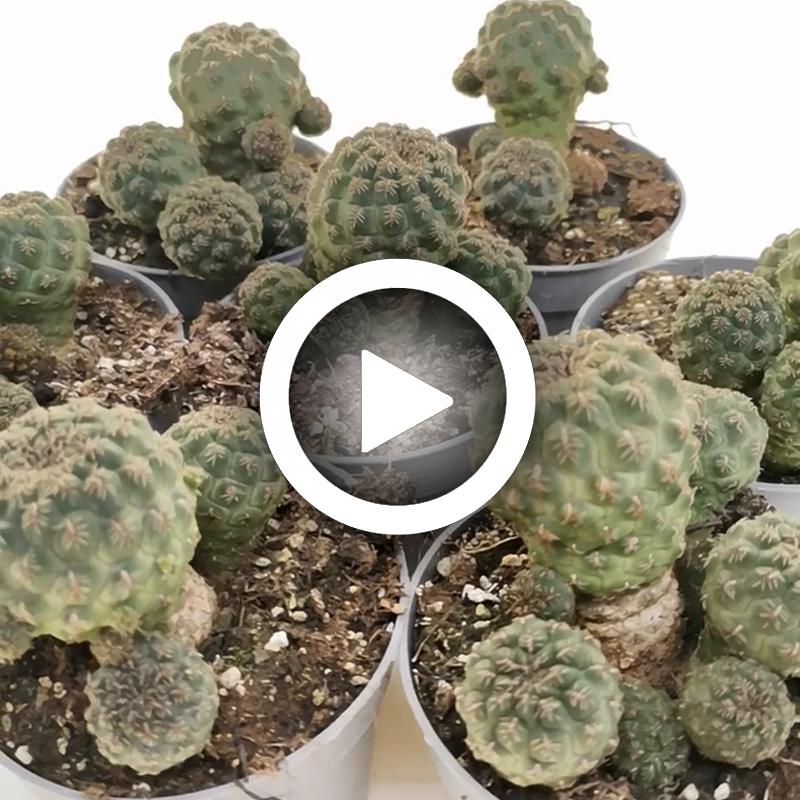 Sulcorebutia pasopayana - Giromagi