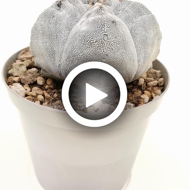 Astrophytum myriostigma cv. Onzuka Kikko - Giromagi