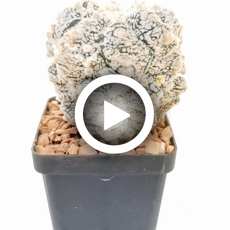 Astrophytum asterias hybrid (Kikko Superkabuto)(CITES) - Giromagi