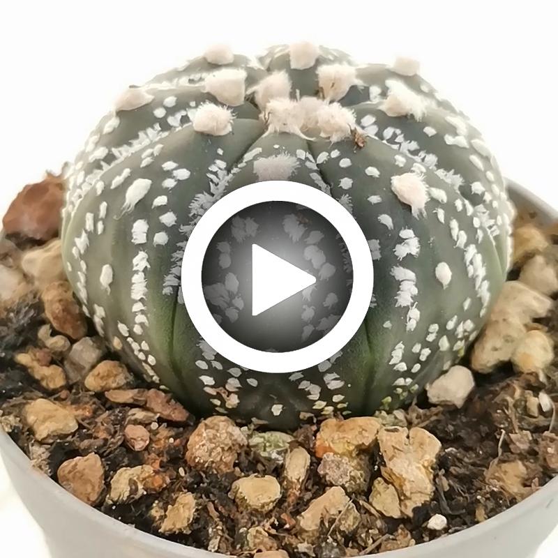 Astrophytum asterias hybrid (CITES) - Giromagi