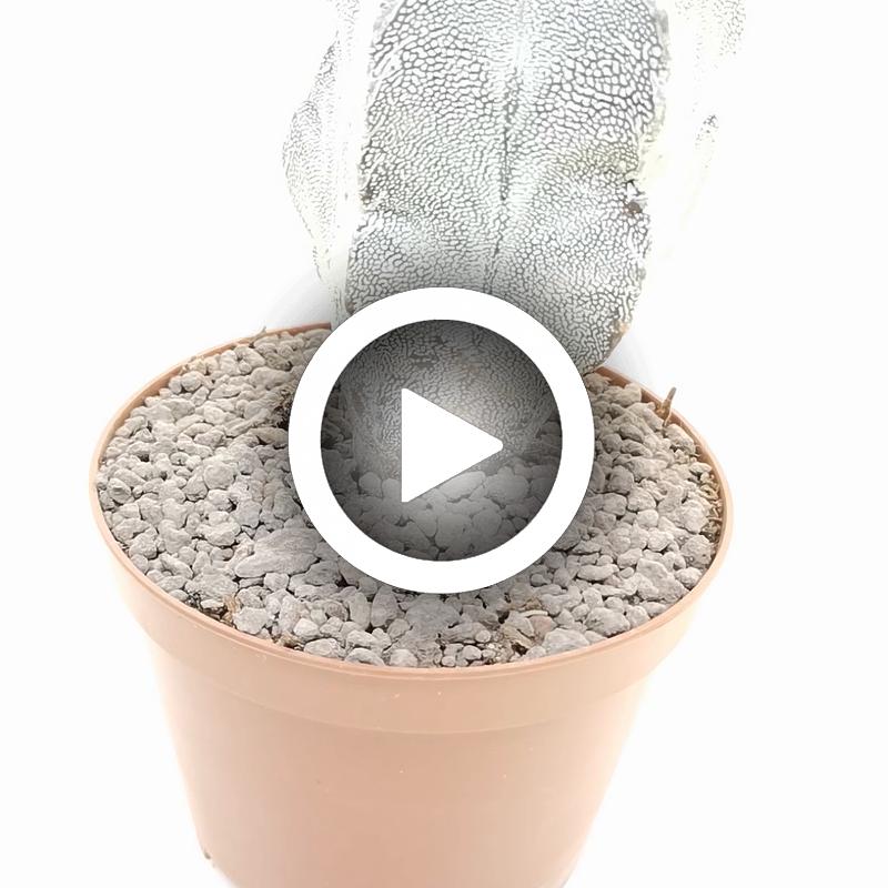 Astrophytum myriostigma cv. Onzuka - Giromagi