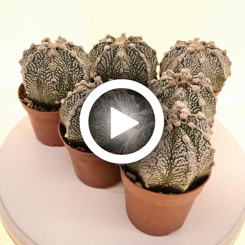 Astrophytum asterias hybrid (CITES) - Giromagi