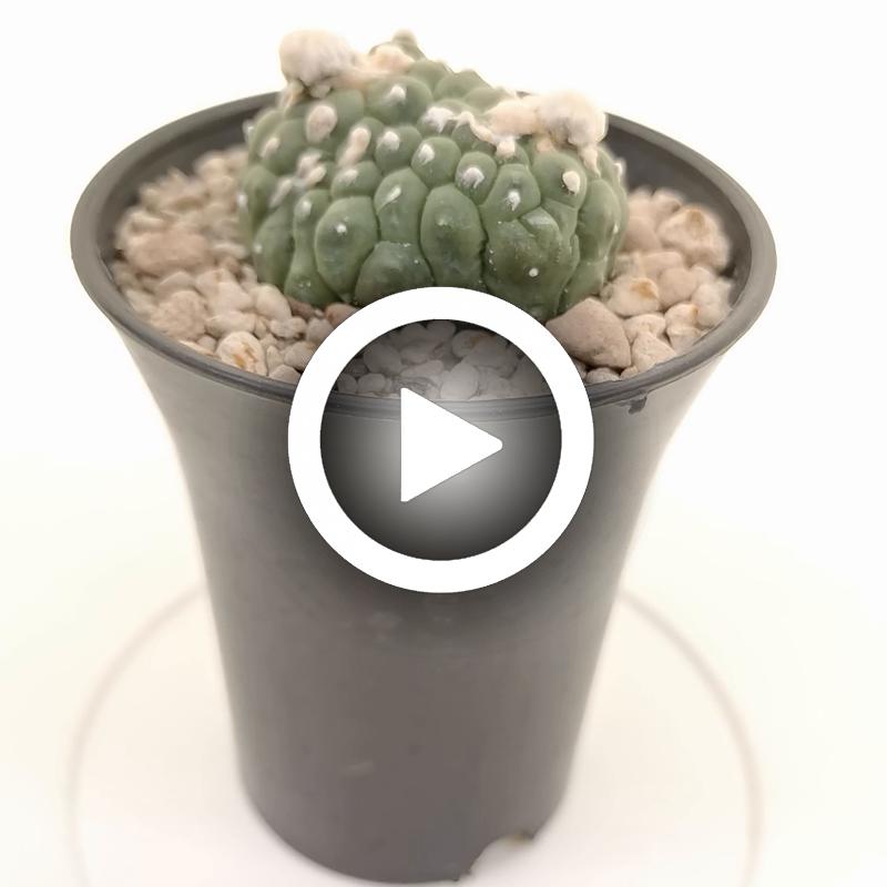 Astrophytum asterias hybrid (Superkabuto Yellow Dots Type) - Giromagi