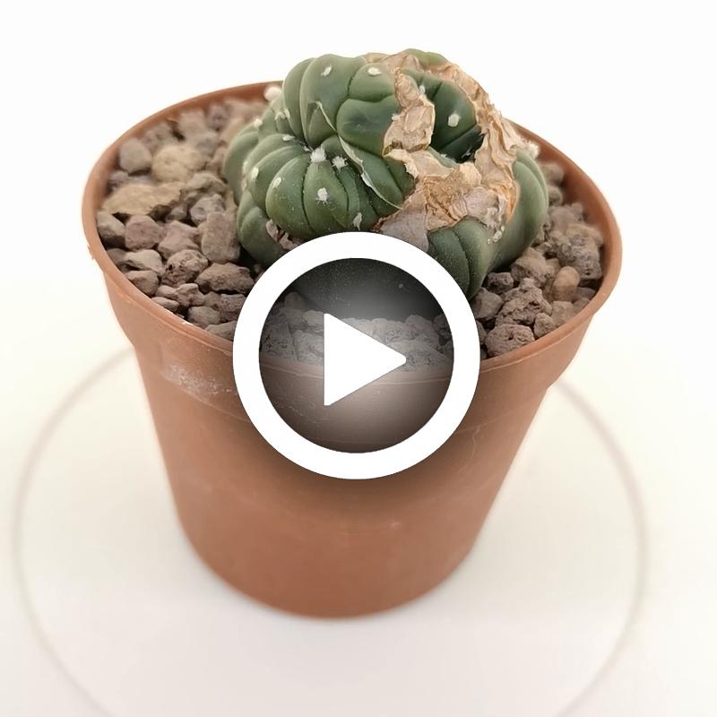 Astrophytum asterias hybrid (Superkabuto V-type) (CITES) - Giromagi