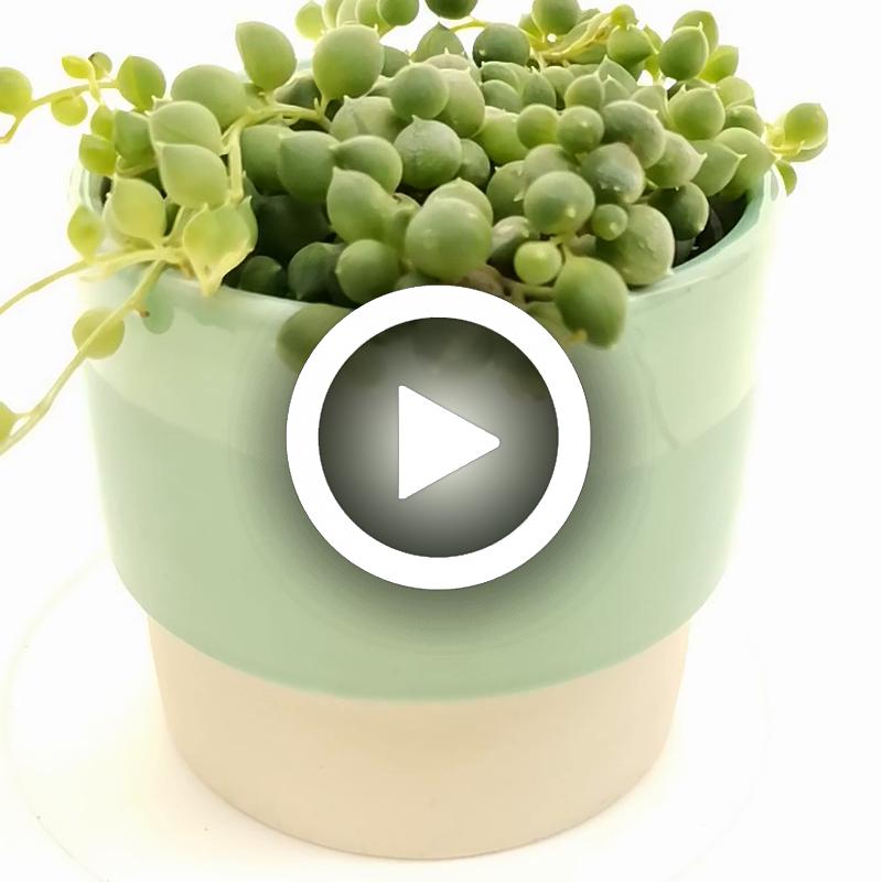 Pianta di 'Senecio rowleyanus' in vaso di ceramica - Giromagi