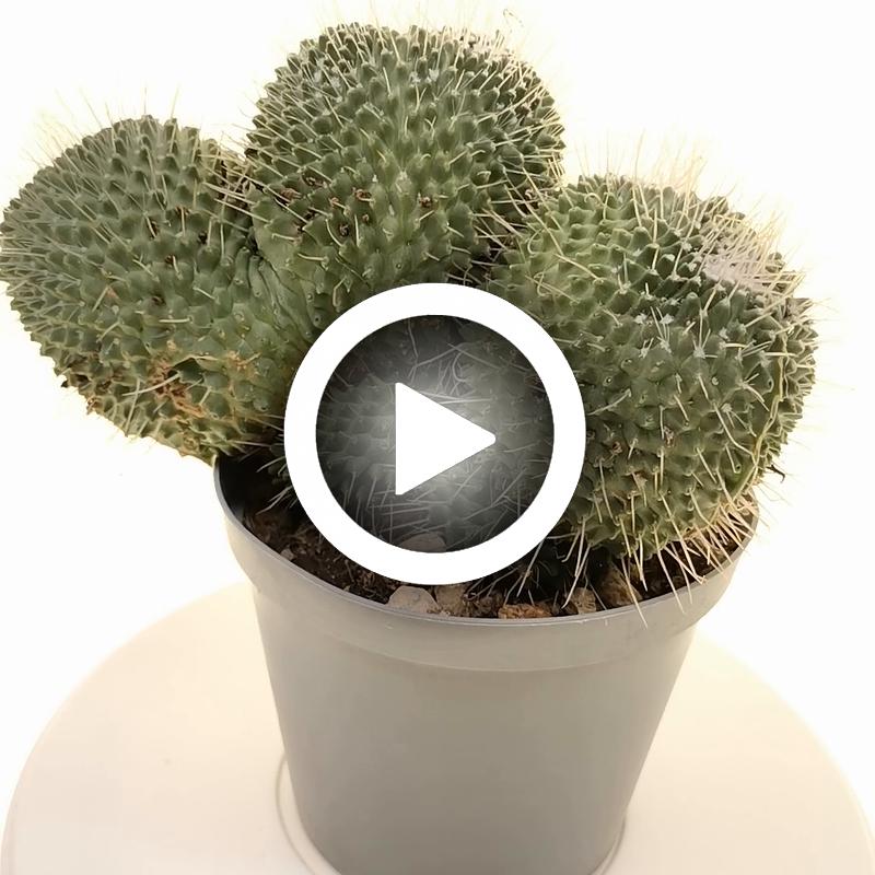 Mammillaria spinosissima cv. un pico f. mostruosa crestata - Giromagi