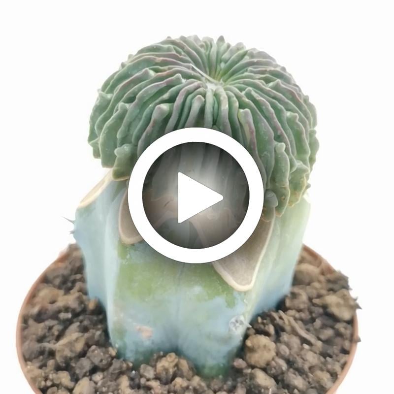 Echinofossulocactus inermis 'Sperm cactus' 7,5 cm. | Cactaceae ...