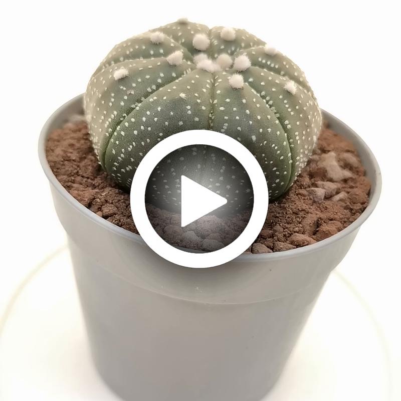 Astrophytum asterias hybrid (CITES) - Giromagi