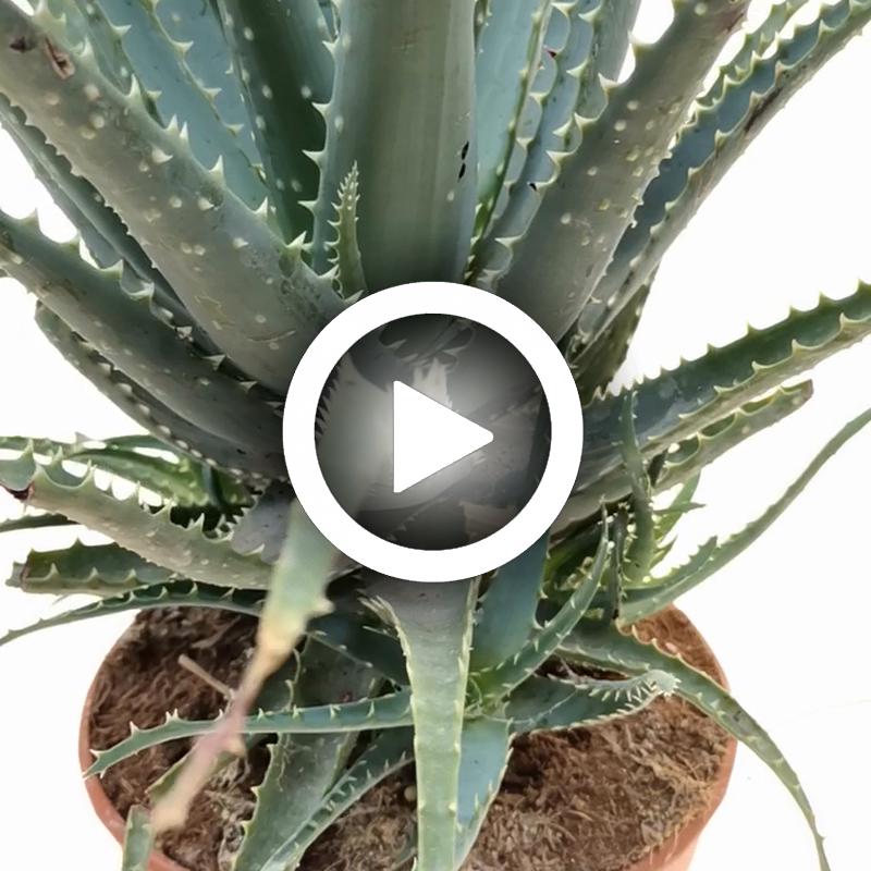 Aloe x spinosissima - Giromagi